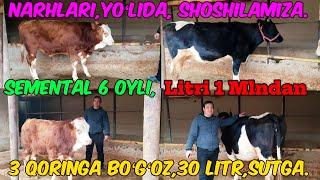 3 Qorin Boʻgʻoz,30 Litr sutga, Semental 6 Oylik,Shoshilamiz.