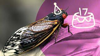 DEMYSTIFIED: Why do some cicadas only appear every 17 years? | Encyclopaedia Britannica