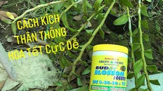 Chia sẽ cách kích lan thân Thòng ra hoa  đơn giản