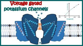 Voltage gated potassium channels | Activation Cycle of Voltage Gated Potassium Channels