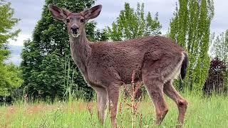 Deer Family  Micro and Little Buck