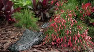 Jacksonville Beach Tropical Backyard Oasis