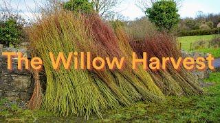 The Willow Harvest: Lifecycles of the Land | Ulster Folk Museum