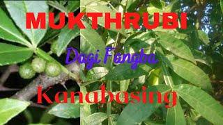 Mukthrubi Gi Kanaba /health benefits of zanthoxylum#tumbru#tejphal@ranjitatuber5491