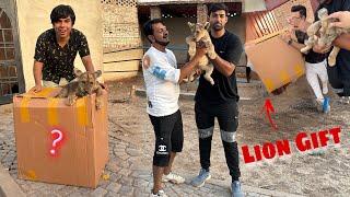 Aj Hama Lion Cub Gift Mila  Or Mystery Box Bhi 