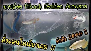 มาปล่อยปลากัน Hiback Golden arowana .. ราคาเร้าๆอีกแล้วครับท่านผู้ชม .. วิธีปล่อยปลาอย่างปลอดภัย