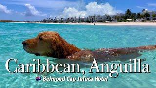 My DOG swims in Exotic Anguilla beachㅣLuxury Cap Juluca Belmond Hotel | Caribbean white sand beach