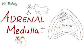 The Adrenal Medulla | When you’re running ‍️ from a tiger  | Biology lectures