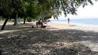 Παραλία Μπαρότα(πρώην Eva camping)   Evia