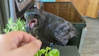 Baby Crow Steals Bread And Hides It Everywhere, With A Little Song At The End