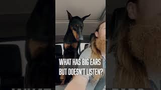 I Can Hear You Just Fine #dog #funny #puppy #doberman #dobermanpinschers #dobermanpuppy #dogsfunny