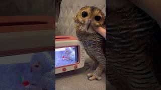 Bibib’s New TV #funnyvideo #animals #owl #funny #pets #cute #funnyanimal #cuteanimals #burunghantu