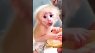 mama feed monkey #shortsfeed #jaishreesiyaramji #mickeymouse