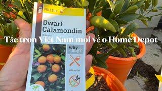 Tắc tron Việt Nam moi về o Home Depot.pixie tangerine,page,kishu chau dep sale 93 % off