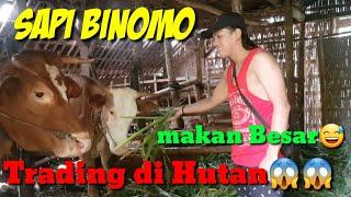 Trading Binomo,Trading di Hutan sambil lihat sapi Binomo