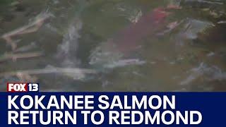 Kokanee salmon return to Redmond by the thousands | FOX 13 Seattle