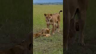 Roaring Love: The Lioness and Her 8 Playful Cubs