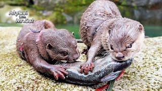 A Mischievous Otter Tries To Keep an Oversized Fish All to Himself [Otter Life Day 919]