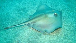 흰가오리#1(Urolophus aurantiacus)~Sepia stingray, White ray