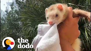 Ferret Keeps Stealing Her Family's Stuff | The Dodo