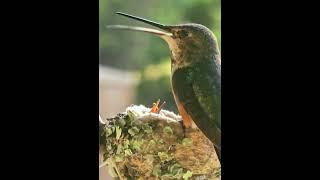 Learn the cutting-edge Hummingbird Parenting approach! #parenting #birds #young #babies #nesting