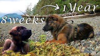 Timelapse | PUPPYHOOD: 8 WEEKS to 1 YEAR | German Shepherd, Husky, Australian Shepherd, Labrador Mix