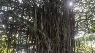 Giant Banyan Tree in Hilo, Hawaii