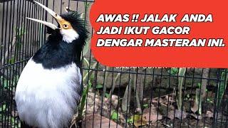 MASTERAN JALAK SUREN FULL ISIAN untuk semua burung jalak yang masih Jarang Bunyi Agar Cepat Gacor