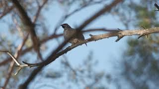 Охота в России. Охота на рябчика. Hunting in Russia Hazel Grouse - Järpjakt