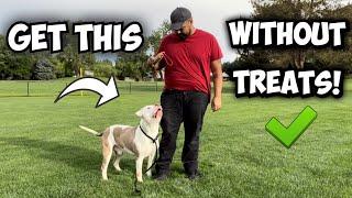 Get your Pit bull to listen WITHOUT Treats! ( Easiest Way)