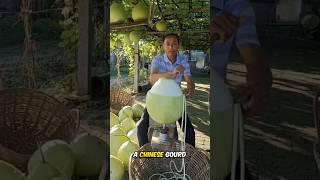 Making Noodles from Gourd in China 