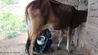 Rural life in JaghooriAFG | Milking cows