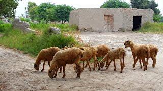 Natural Punjab Village | Rural Life In Pakistan