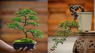 INSPIRASI BONSAI SMALL AND MAME THE BEST | part 3