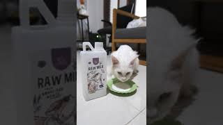 Rekomendasi Susu Untuk Kucing