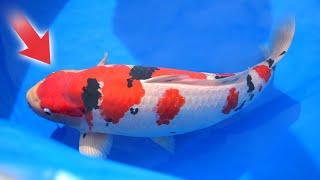 Nagaoka City Koi Show JUDGE Reveals Top Picks for 2024!