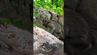 #Animakey#Mom&baby#lovelymonkey#babysocute#viral#animals#like#Subscribe#youtube#videos#…