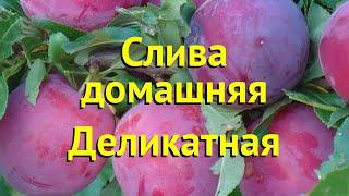 Слива домашняя Деликатная. Краткий обзор, описание характеристик prunus domestica