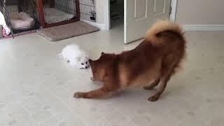 American Eskimo puppy challenged an older Finnish Spitz 7