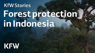 How forest protection succeeds in Indonesia | KfW