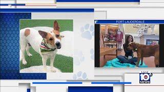 Humane Society of Broward County hoping their furry friends find a good family