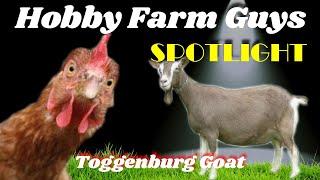 HFG Farm Animal Spotlight: Toggenburg Goat