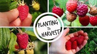 Growing Raspberries from Planting to Harvest