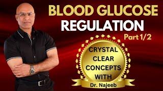 Fed State | Blood Glucose Regulation Part 1/2