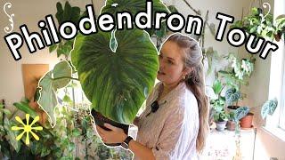 A Tour of my Philodendron Collection!