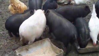 вьетнамские свиньи нормы кормления вьетнамские поросята