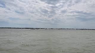 Opti youth sailors on Galveston Bay coming in from Performance Cup