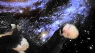 Žižek: Space-Cat