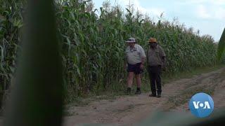 Former Zimbabwean Commercial Farmers Thriving in Zambia | VOANews