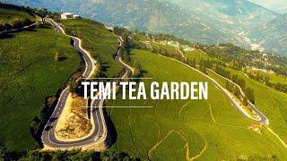 Temi tea Garden